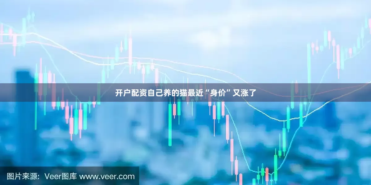 开户配资自己养的猫最近“身价”又涨了